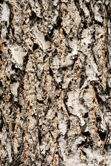 a bark of a birch. background texture
