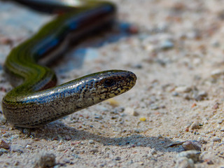 Fototapeta premium snake in the sand