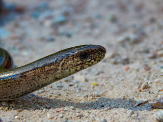 snake in the sand