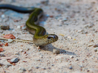 close up of a snake