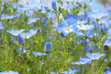 公園に咲くネモフィラ