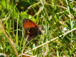 butterfly on grass