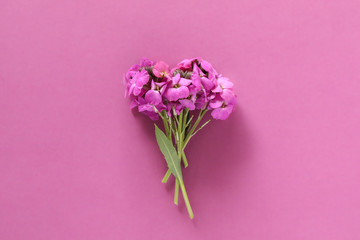Cute little bunch of purple wallflower flowers on purple background . Vibrant nature flat lay image