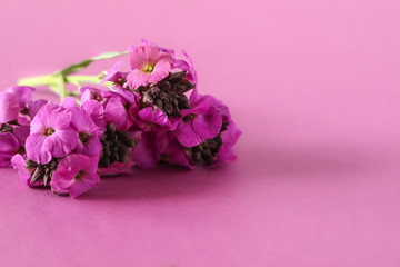 Cute little bunch of purple wallflower flowers on purple background . Vibrant nature flat lay image