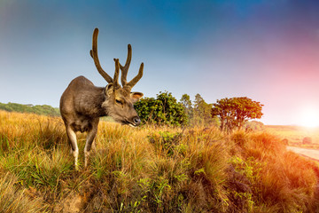 Deer on a background of beautiful sky and clouds. Sun
