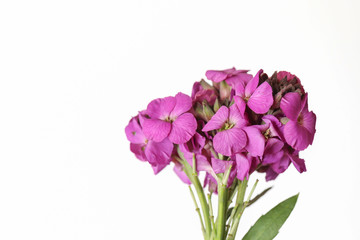 Naklejka na ściany i meble Cute little bunch of purple wallflower flowers on white background . Vibrant nature flat lay image