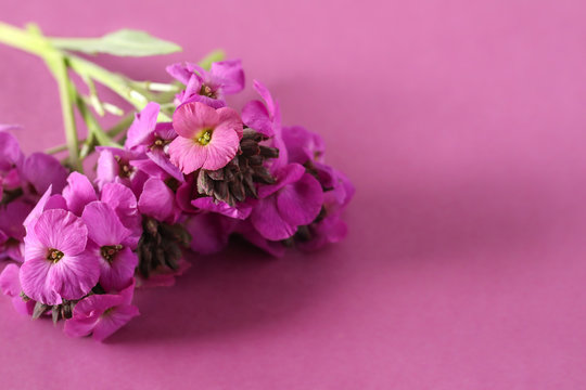 Cute little bunch of purple wallflower flowers on purple background . Vibrant nature flat lay image