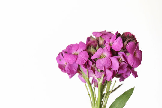Cute little bunch of purple wallflower flowers on white background . Vibrant nature flat lay image