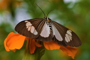 Obraz na płótnie Canvas moth