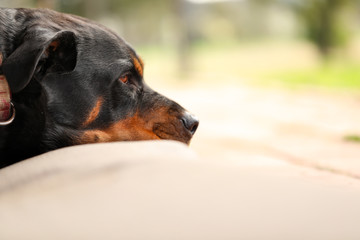 Close up image of rottweiler face resting on bed with blurred background for copy space