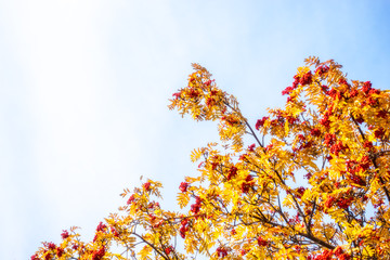 Autumn red rowan berries in gold leaves