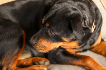 Close up image of rottweiler curled up on dog bed with shiny black coat