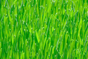 Fototapeta na wymiar Fresh green wheat grass background