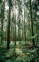Obraz premium Foresta di conifere e olmi