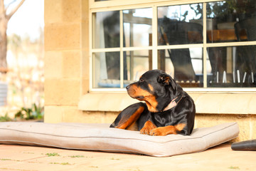 Rottweiler female sitting on dog bed on front porch looking off into the distance