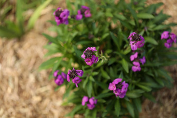 Fototapeta premium Purple wallflower plant covered in v vibrant blooms 