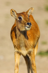 The Nile lechwe or Mrs Gray's lechwe (Kobus megaceros), portrait of a young female.