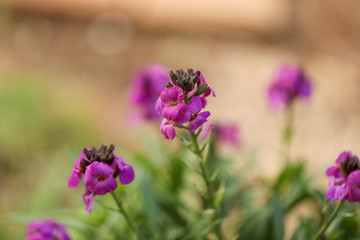 Purple wallflower plant covered in v vibrant blooms 