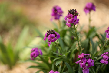 Purple wallflower plant covered in v vibrant blooms 