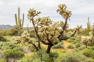 Jumping Cholla and Saguaro Cactus with Multiple Arms in the Arizona Desert