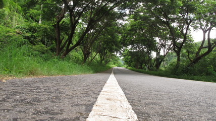 Contry road, beautiful green field, the road to another province.