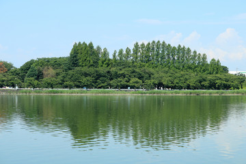夏の伊佐沼（埼玉県川越市）