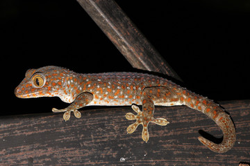 Tokay gecko is a large gecko, reaching a total length (including tail) of up to 30 cm.This species occurs in northeast India, Bhutan, Nepal, and Bangladesh, throughout Southeast Asia.