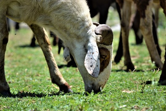 grazing sheep