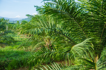 Fototapeta na wymiar Green tropical oil palm plantation tree