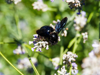 Xylocopa violacea ou Xylocope violet ou abeille charpentière butinant sur des fleurs de lavande