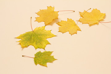 Dry maple leaves on a beige background, Top view.