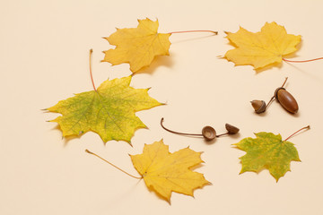 Acorns and dry leaves on a beige background, Top view.