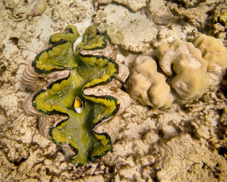 Giant Clam - The enormous bivalve mollusk hides on a level section of the Norman Reef while displaying its bright mantle to expose beneficial algae to needed sunlight. Great Barrier Reef, Australia