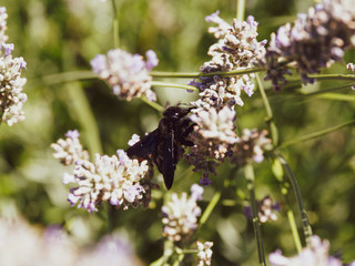 Xylocope violet ou une abeille charpentière (Xylocopa violacea)