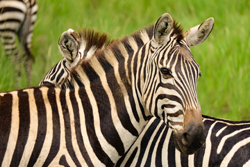 Close up photo of zebra face in Maasai Mara, Kenya