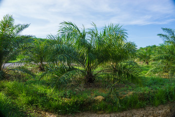 Green tropical oil palm plantation tree
