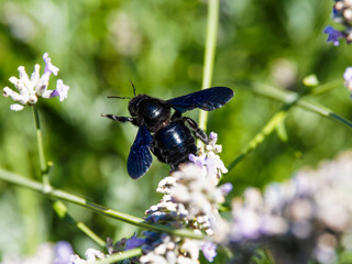 Xylocopa violacea ou Xylocope violet ou abeille charpentière butinant sur des fleurs de lavande