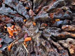 Pine bark, the Merkus pine is a pine native to the Malesia region of southeast Asia.