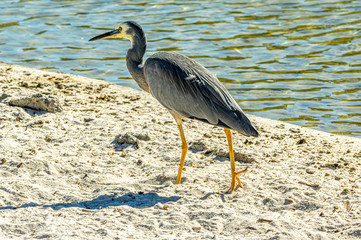 Heron Walks Away
