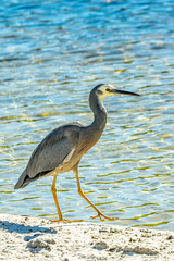 Heron Walks On Beach vert
