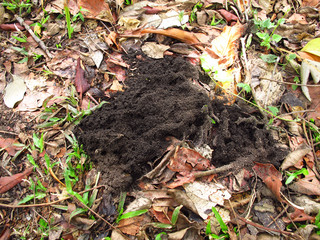Ant nest on the ground, the ground ant nest from the pile up the soil or have a scaly soil with channels that ants go in and out.