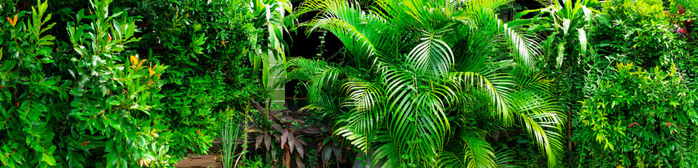 background with various tropical plants. Fresh tropical garden plants for wallpaper.