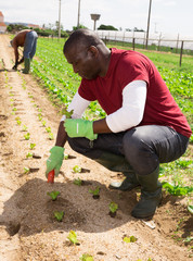 Focused african american farm worker working on vegetable plantation in springtime, planting green lettuce seedlings