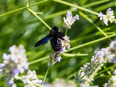 Xylocopa violacea ou Xylocope violet ou abeille charpenti&egrave;re butinant sur des fleurs de lavande