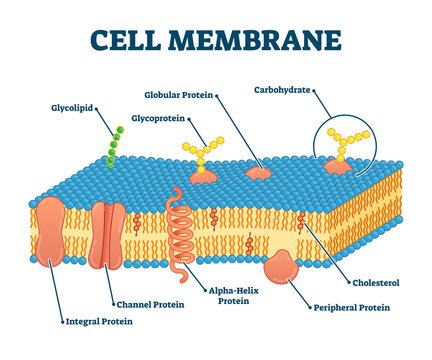 Cell membrane with labeled educational structure scheme vector illustration
