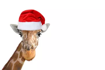 Poster Cute and funny giraffe head in christmas or Santa hat isolated on white background © esvetleishaya