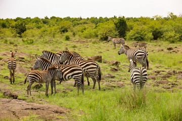 Photo of herd of zebras grazing on African Serengeti savanna in Maasai Mara, Kenya, Africa