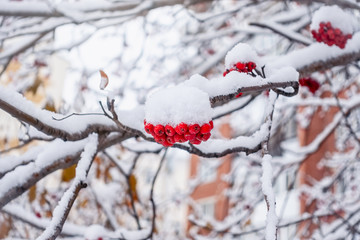 Red Rowan Berries Covered With Fresh Snow.