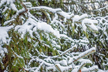Snow on green spruce branches in the sunlight.