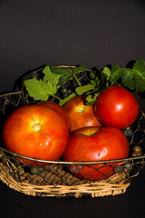 tomatoes in basket
